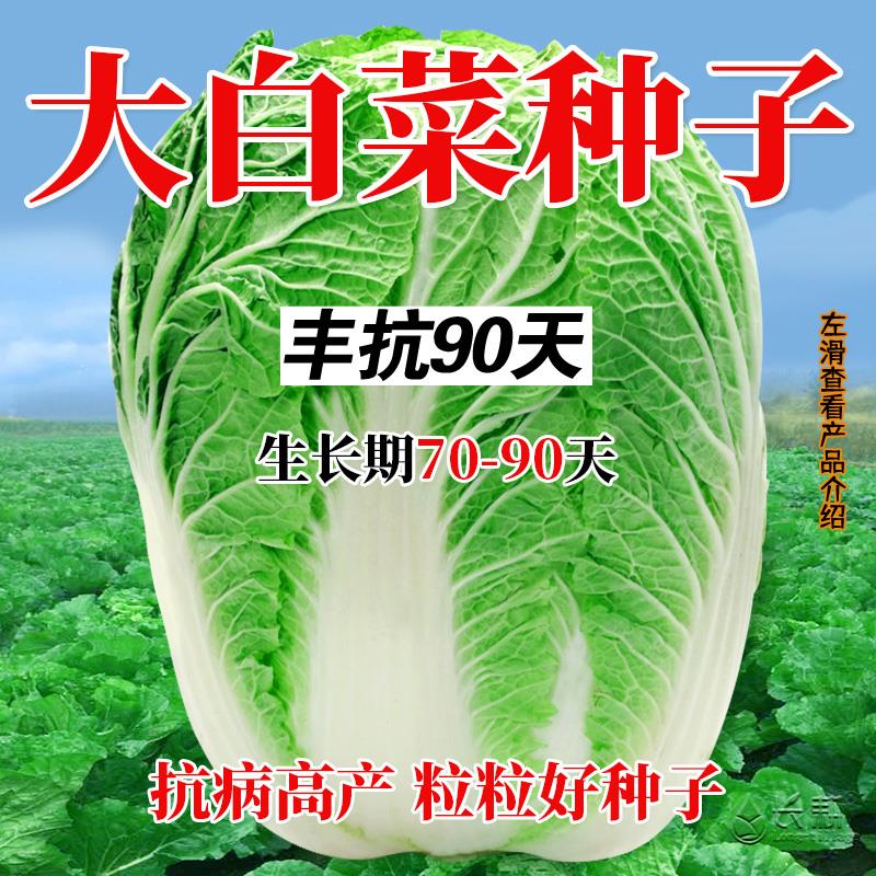 丰抗90白菜种子白菜籽蔬菜山东白菜种孑冬季耐寒四季秋大白菜种籽