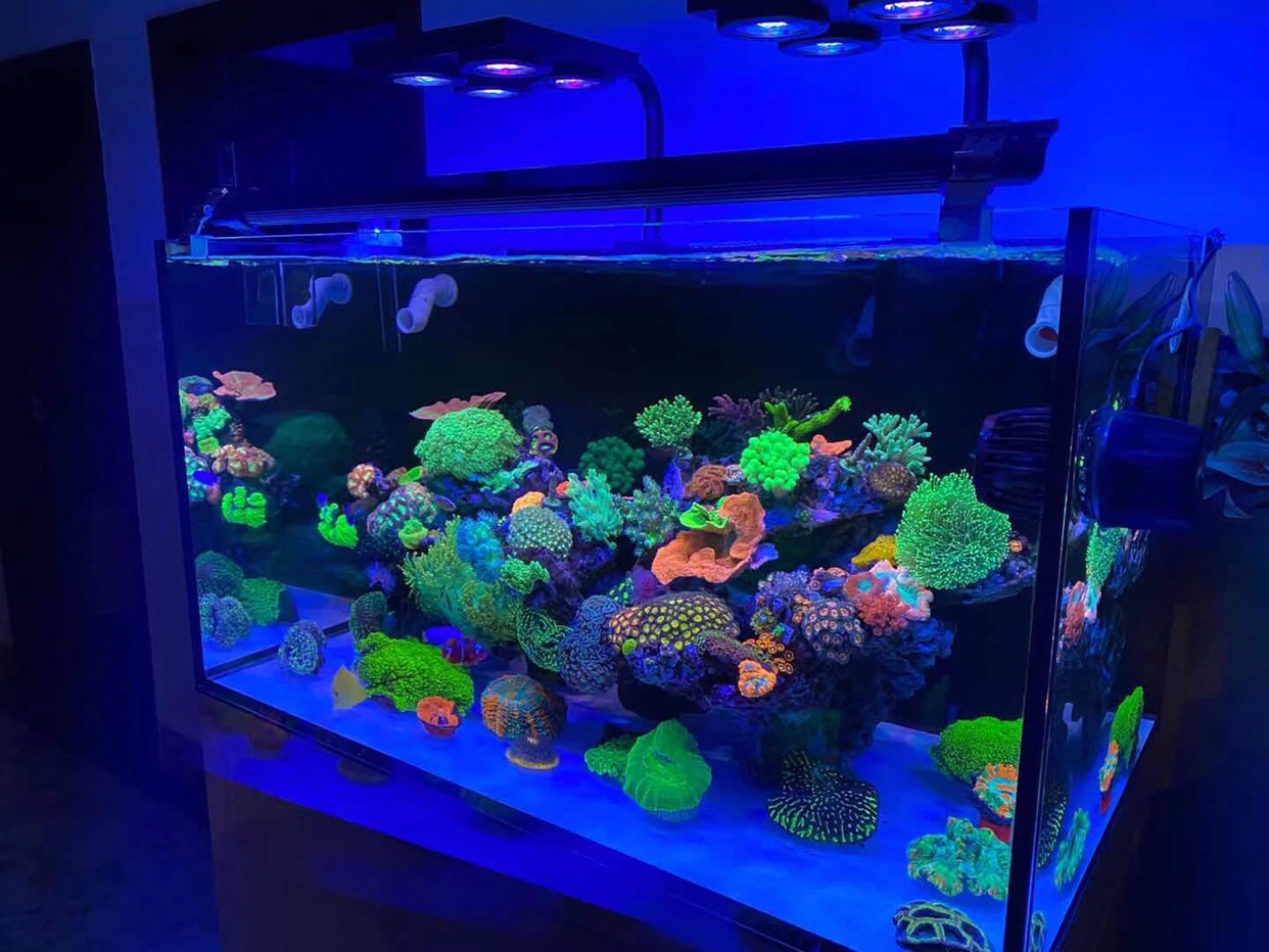 海缸贴膜 海缸滤镜 海水缸 珊瑚缸 拍照拍摄 过滤蓝光 保护眼睛