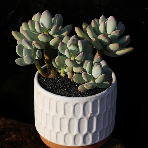 多肉植物月美人价格 多肉植物月美人图片 星期三