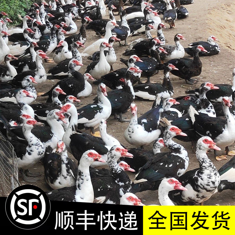 广东新鲜番鸭母4.5斤1只黄皮鸭肉整只冷冻白切鸭卤鸭批发商用