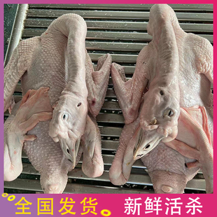 广东新鲜现杀狮头鹅全鹅整只大鹅壳卤水专用光鹅生鲜冷冻冰鲜发货