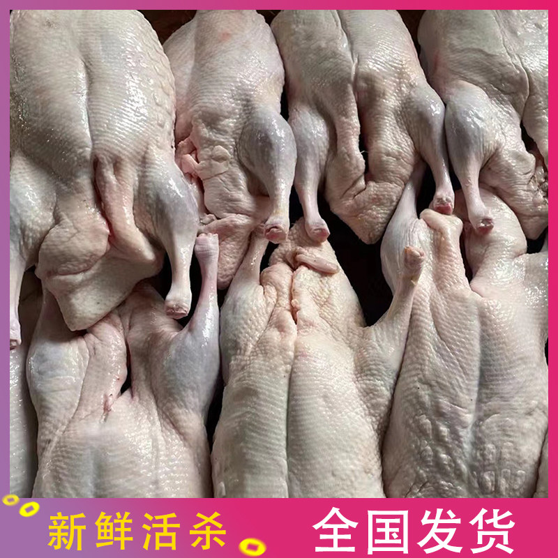广东新鲜现杀白鸭农家散养活鸭肉新鲜整只烧鸭专用白条鸭冷冻光鸭