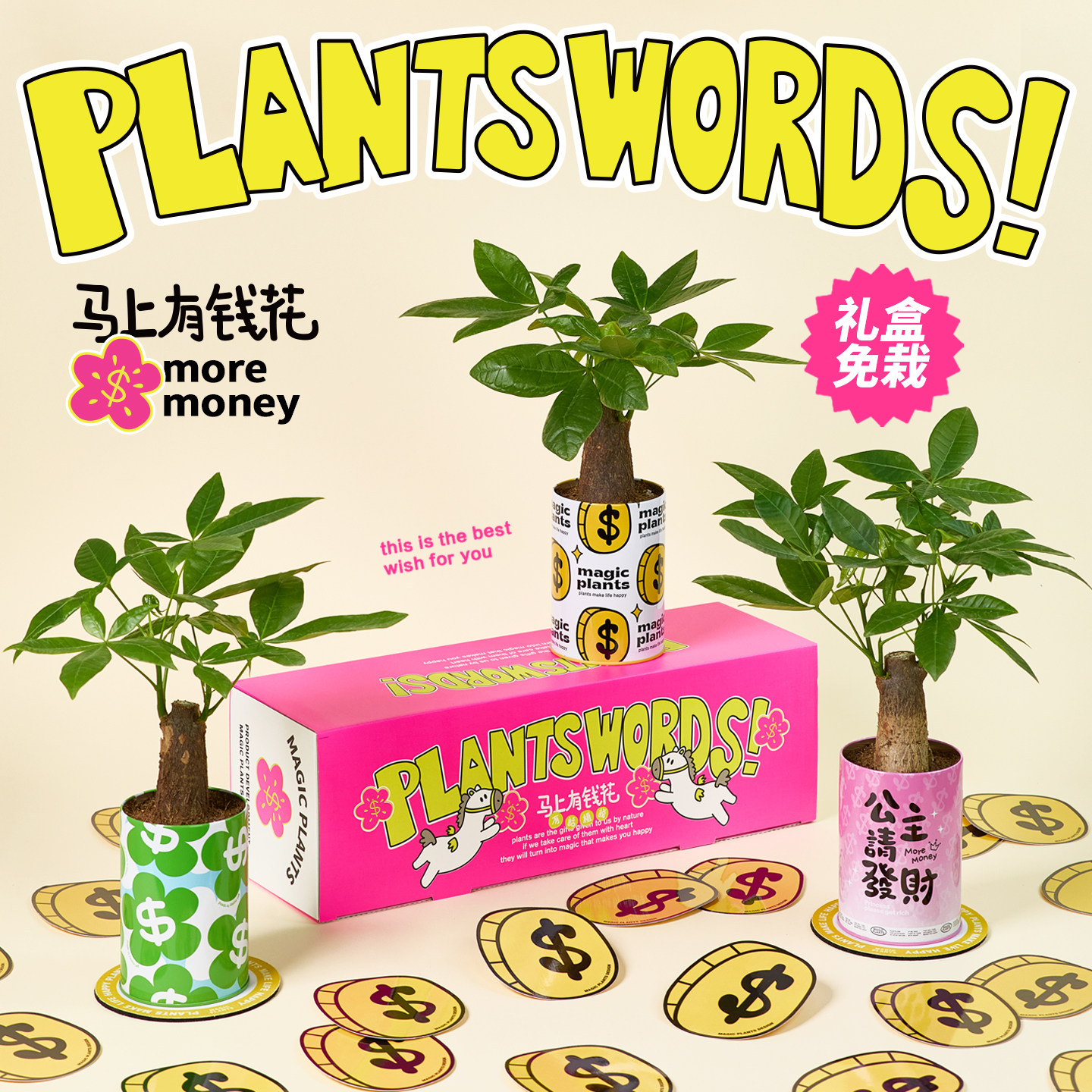 神奇植物发财树情绪植物盆栽室内桌面好养创意乔迁生日伴手礼物