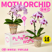 神奇植物蝴蝶兰盆栽带花苞花期长室内桌面乔迁送礼年宵花新年礼物
