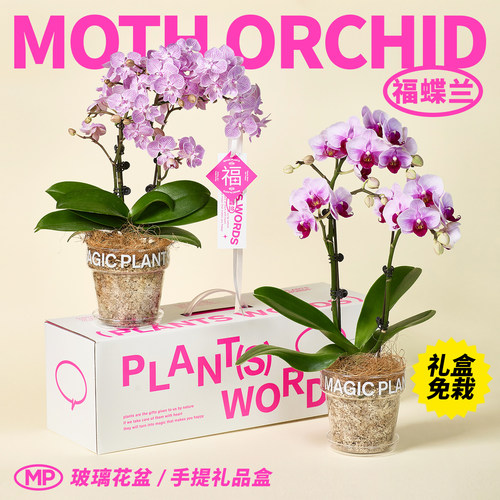 蝴蝶兰高级礼盒装新年送礼年宵花