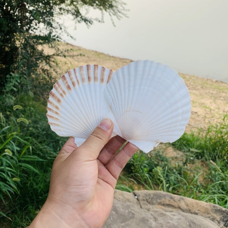 天然大扇贝壳书片diy涂鸦打孔