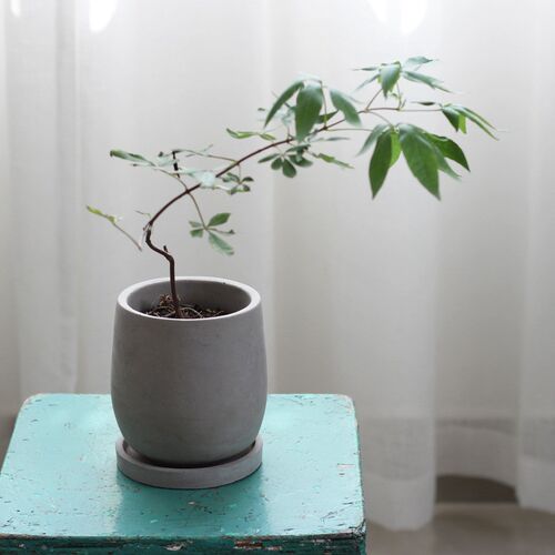圆形水泥花盆个性简约创意肉肉植物盆栽优雅禅意中国风带托盘