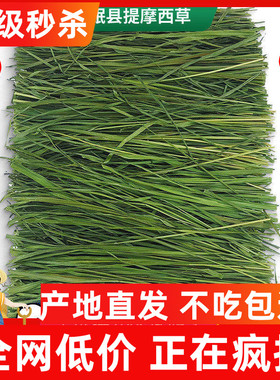7A级25年新精品烘干提摩西草段兔子草龙猫荷兰猪牧草岷县北提500g