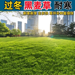 多年生黑麦草种子耐寒四季常青绿化补种护坡固土高羊茅草坪草籽孑