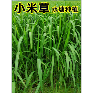 小米草种籽水草喂鱼草种子雀叶稗耐热耐水淹养殖鱼虾蟹四季牧草籽