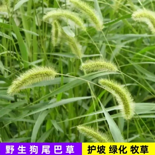 狗尾巴草种子护坡固土草籽猫尾耐旱杂草绿化观赏野草种籽四季牧草