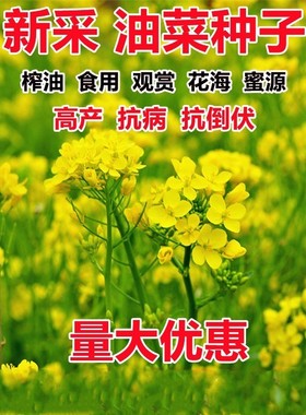 油菜花种子高产耐寒耐旱抗倒观赏食用高产早熟高出油多油菜花种籽