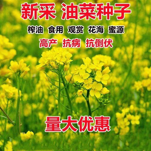 油菜花种子高产耐寒旱抗倒
