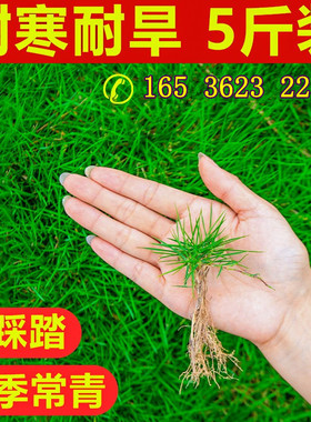 草坪草籽种子四季常青绿化地毯草黑麦草高羊茅护坡草皮种子草种籽