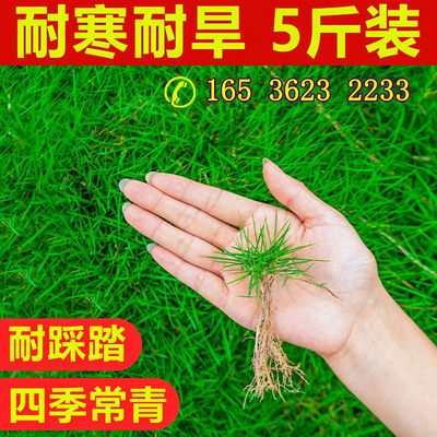 四季牙根高羊茅百慕大草坪种子