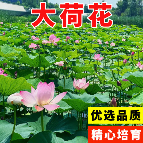 大型荷花种子池塘水养四季