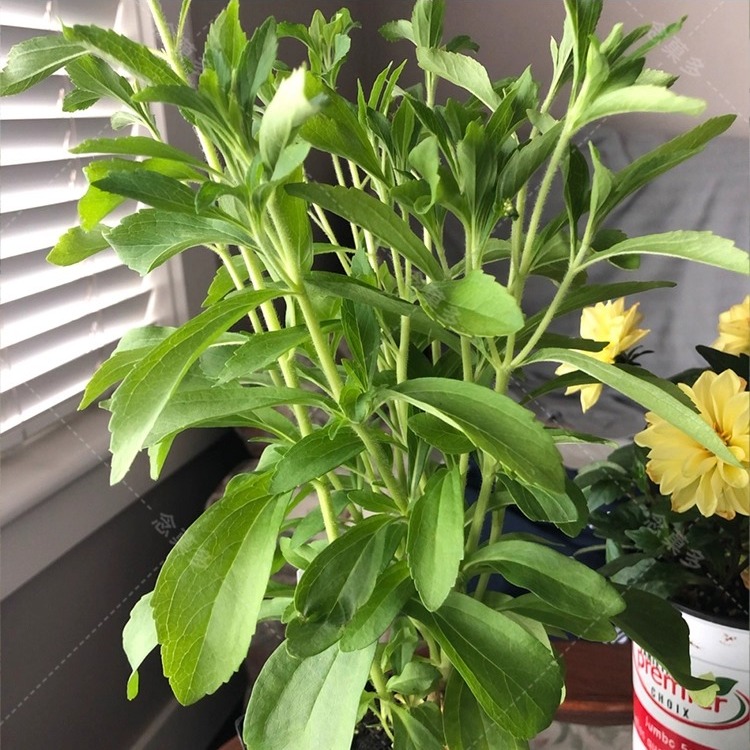 甜叶菊种子甜菊香草 甜菊叶花草茶 阳台花卉四季播种蔬菜种籽