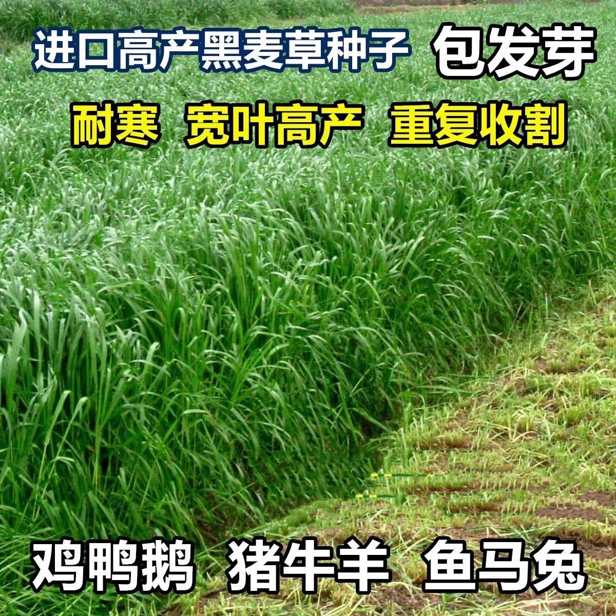 进口耐寒多年生黑麦草种子四季常青畜牧草猪牛羊鸡鸭鹅鱼草籽种籽
