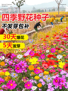 播種開花室外庭院格桑花籽太陽花種孑 野花組合花種子花種籽子四季