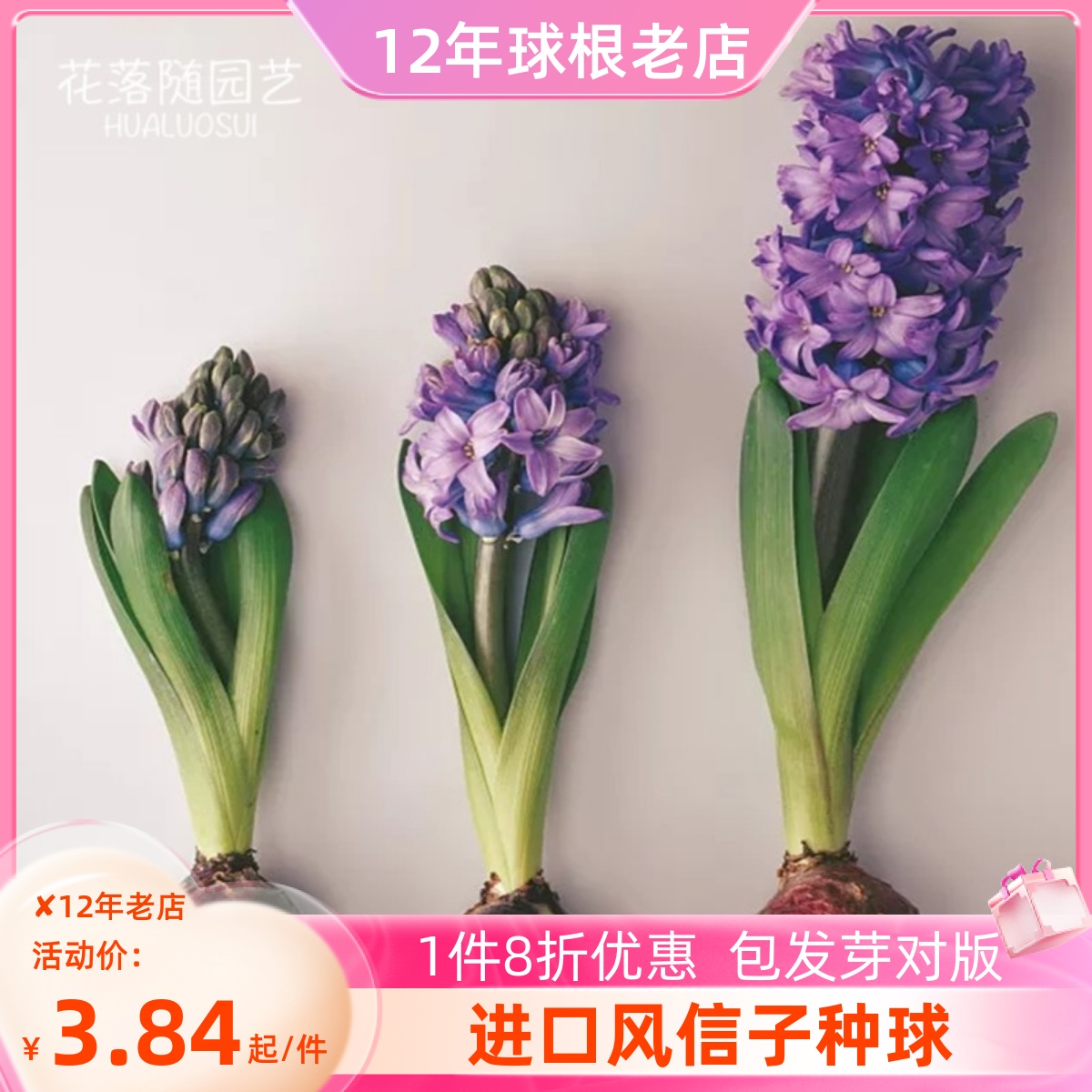 风信子种球水养水培玻璃瓶套装春季草莓苗盆栽土培郁金香花卉种子