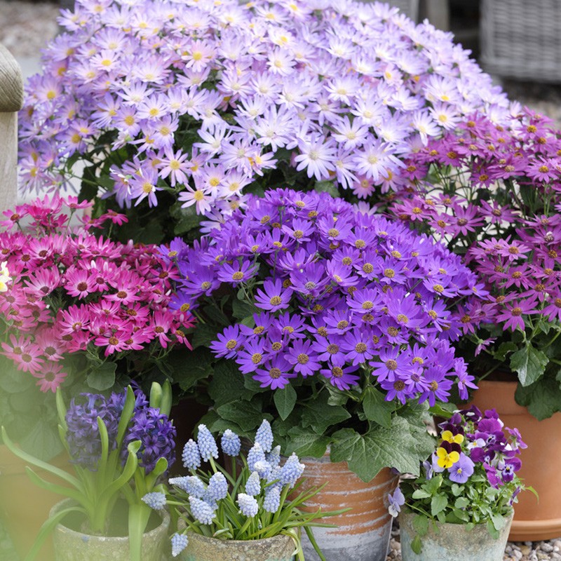 瓜叶菊种子庭院室外四季播种开花阳台室内花籽易活适合春秋花种子