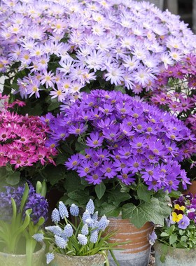 瓜叶菊种子庭院室外四季播种开花阳台室内花籽易活适合春秋花种子