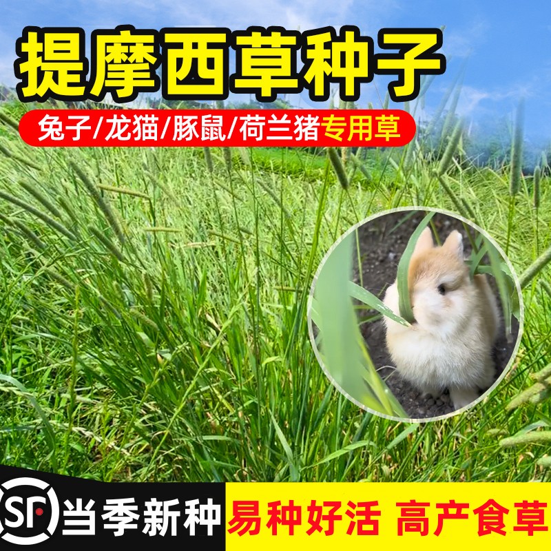 提摩西草籽兔子食用种仓鼠图片