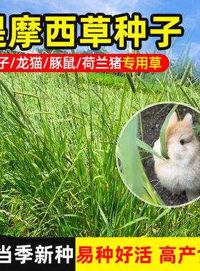 提摩西草籽兔子食用种仓鼠