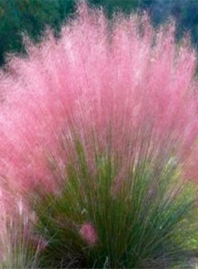 粉黛乱子草种毛芒多年生观赏