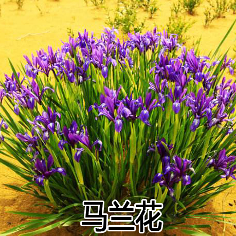多年生宿根花草种子马兰蔺