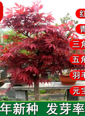 美国红枫种子行道树林木观