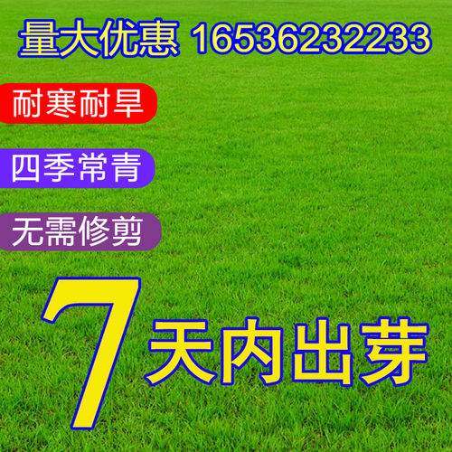 修剪草坪种子欧尼蒂免修剪四季青