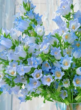 风铃花种子四季播种开花易活花籽盆栽花卉室外阳台庭院花种籽子孑