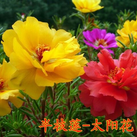 太阳花种子 半枝莲种子 死不了 大花马齿苋 景观绿化种子 - 实物图