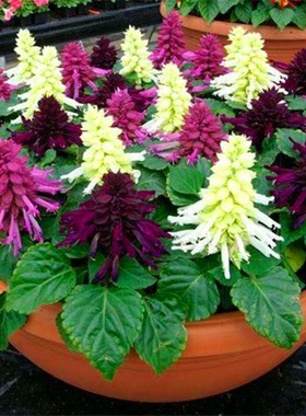 矮杆一串红种子 高杆一串红花草籽工程园林绿化草花种子一串蓝籽