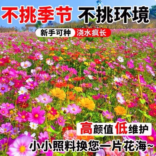 野花组合种子波斯菊籽四季播