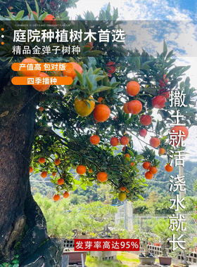 金弹子种鸡血老鸦柿葫芦梨