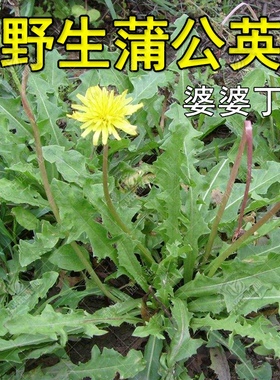 蒲公英种籽的种子种植婆婆丁浦公英四季盆栽食用蔬菜野菜