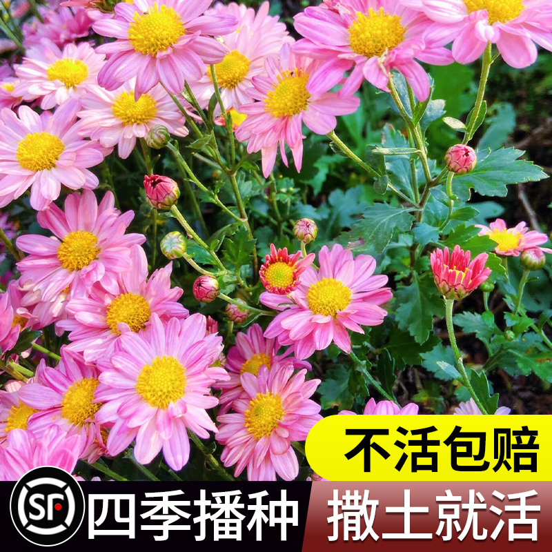 见土就活网红小雏菊花种籽