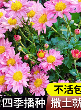 见土就活网红小雏菊花种籽子四季播种开花易活室内外阳台盆栽种孑