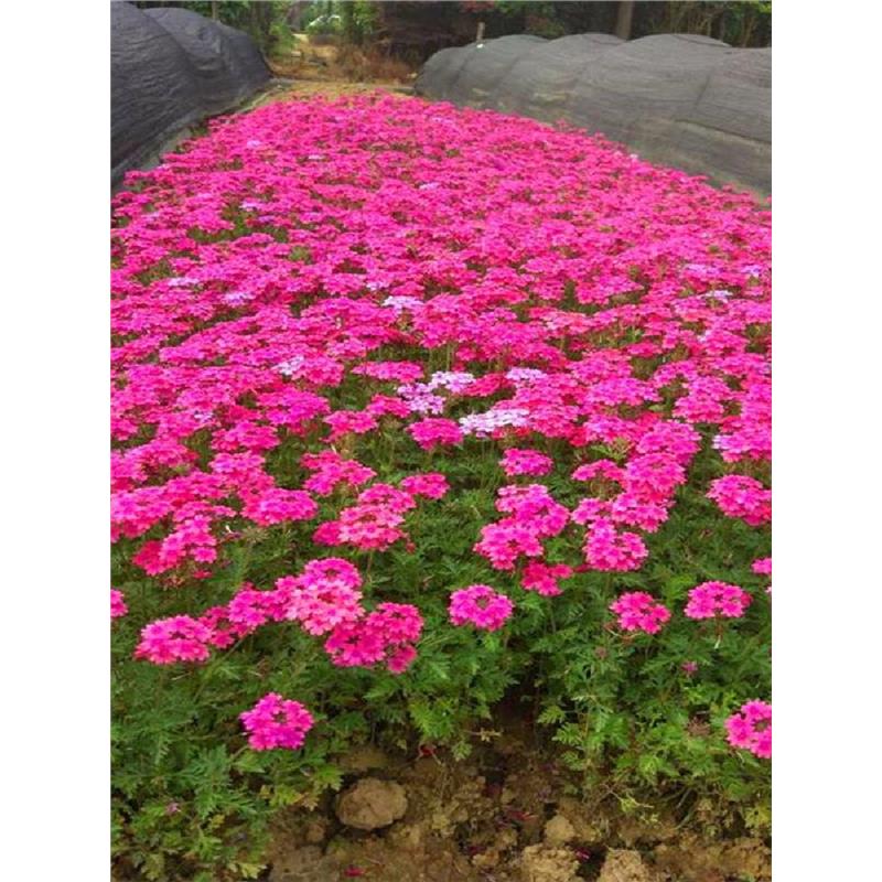 多年生四季矮花种子室外庭