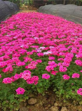多年生四季矮花种子室外庭院花籽美女樱公园路边播种花草籽子耐寒