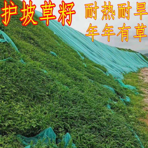 狗尾草籽矿荒山复绿野杂种