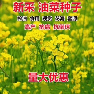 油菜花种子高产耐寒耐旱抗倒观赏食用高产早熟高出油多油菜花种籽
