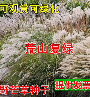 护坡草籽牧草易活野芒草种子四季种南方北方种植野草植物易种草籽