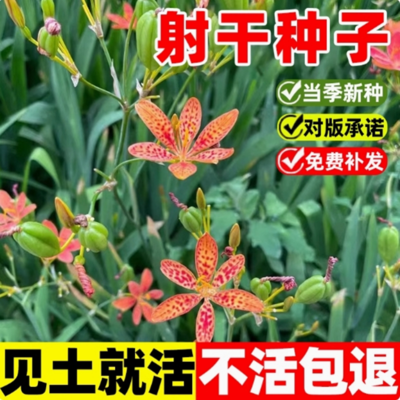 射干种子黑莓易种活多年生耐阴耐寒盆栽春秋播百合乌蒲中药材种籽图片