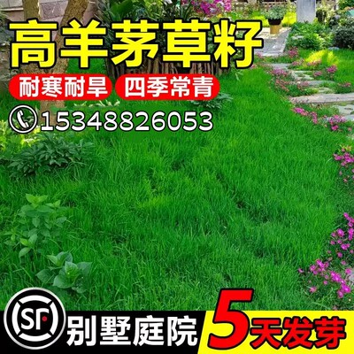 高羊茅草籽耐寒坪种子四季