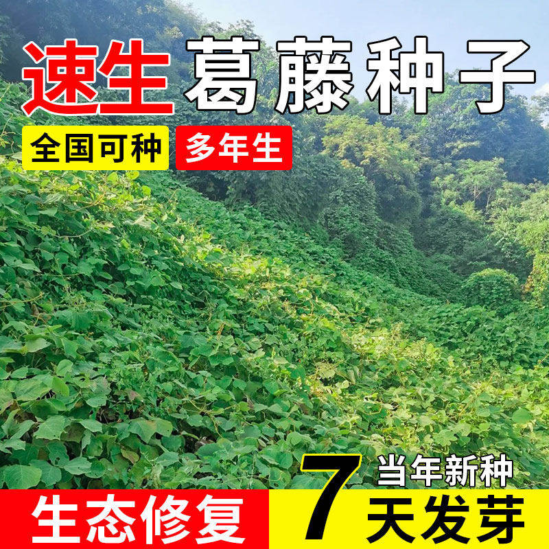 葛藤种子护坡固土速生草籽荒山工程生态修复耐盐碱多年生爬藤种籽,鲜花速递/花卉仿真/绿植园艺,家庭园艺种子,淘宝优惠券,粉丝福利购,淘宝优惠卷
