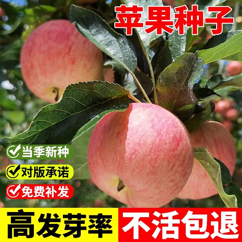 苹果种子当年新四季播水果种子苹果树的种子室内盆栽梨树种子包邮