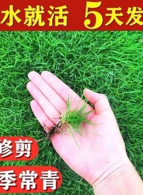 草坪种子高羊茅进口四季常青护坡草籽黑麦草百慕大庭院绿化草种籽